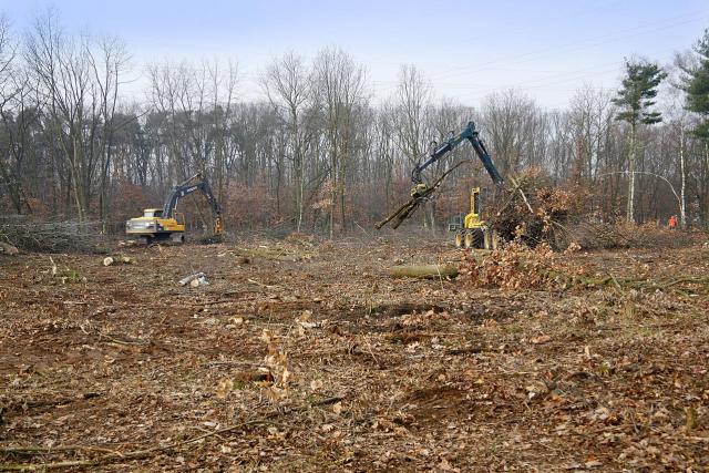 fraport_ausbau_rodungsarbeiten.jpg