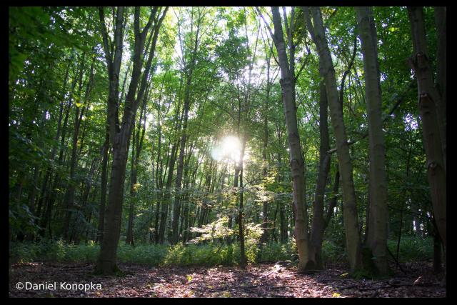 Gegenlichtaufnhame_Wald_1.jpg