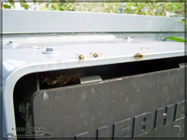 Bienen.jpg