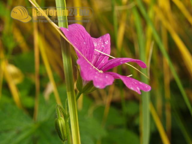 GartenReise_IndianSummer_NRW_114.JPG